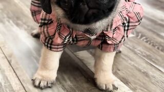 #Dog#cut