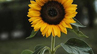 Sunflower bash