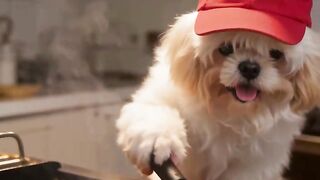 Cachorro cozinhando