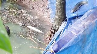 Snakehead fish 2