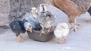 little hen and her chickes