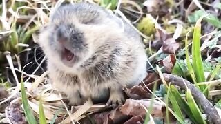 Cute squeaks of a Pika. Pikas are small, high-altitude mammals related to rabbits