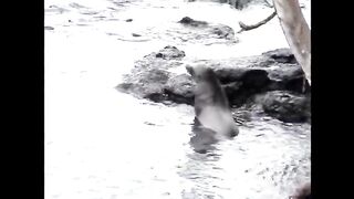 Baby Sea Lion Just Wants a Kiss From Mom.