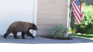 Bear and Man Spook Each Other