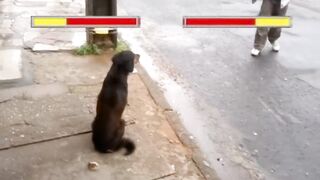 Cachorro Vs Bebado Ao som de Mortal Kombat.