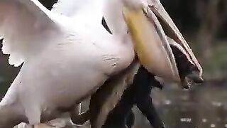 Texugo vs albatroz