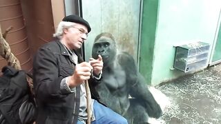 Gorilla Silverback Roututu meets his friend - Raymond Hummy Art - Sehnsucht - Desire.