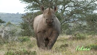 How To Stop A Charging Black Rhino.
