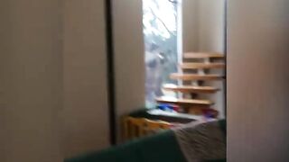 Kangaroo trying to break window to get in persons home!.