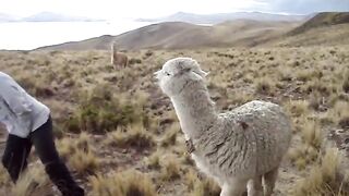 Man vs. Llama