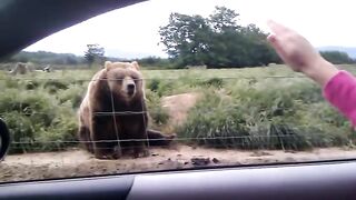 Polite Bear Waves Hello - a waving bear.