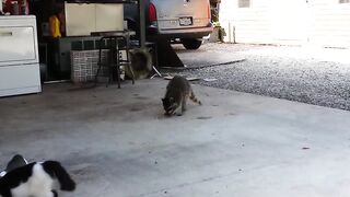 Raccoon Steals Cats' Food.
