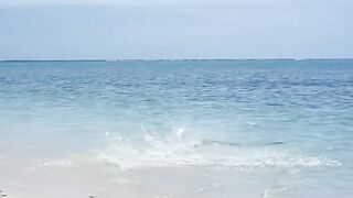 Shark vs Stingray on the Great Barrier Reef.
