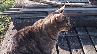 Gatinho fofos 2