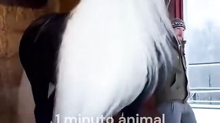 1 Minuto Animal - Os Cavalos Mais ...🐎 #animais #curiosidades