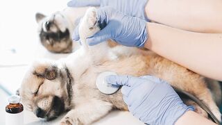 VETERINARY CLINIC