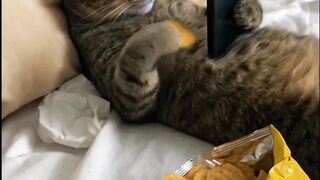 Ee gato folgado