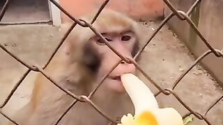 The angry monky funny