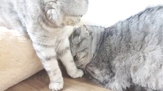 Папа кот знакомится с своими новорожденными котятами и целует маму кошку