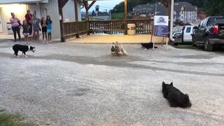 Мастер класс от пастушьих собак