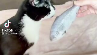 Котейка