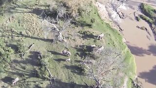 Необычные и экзотические животные