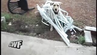 Смешное видео про собак №55