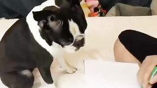 Funny Boston Terrier - Best Of The 2021 Funny Dog Videos - TRY NOT TO LAUGH!