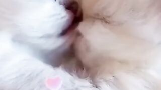 Cute Kitten - Best Of The 2021 Funny Cat Videos - TRY NOT TO LAUGH!