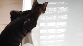Funny Cat Reaction - Best Of The 2021 Funny Cat Videos - TRY NOT TO LAUGH!