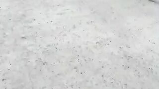 Засняли  бабу, которая ездит на работу на автобусе и берет с собой ручного оленя.