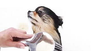 Funny Dog - Best Of The 2021 Funny Dog Videos - TRY NOT TO LAUGH!