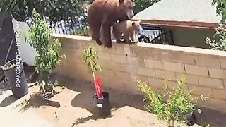 Are there women in Russian villages or MASHA and the BEAR
