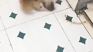 Бой маленького котёнка и крысы