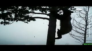 Медведь снял себя на видео
