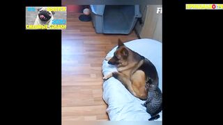 Смешное видео про собак №71