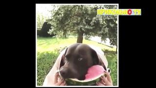 Смешное видео про собак №73