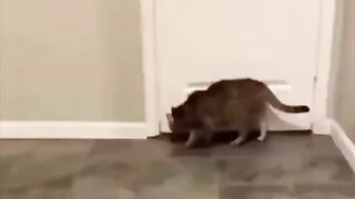 Типичный кот