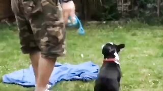 Funny Boston Terrier - Best Of The 2021 Funny Dog Videos - TRY NOT TO LAUGH!