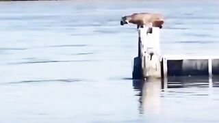 Amazing vidéo
