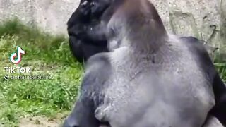 Gorila shoot poo funny