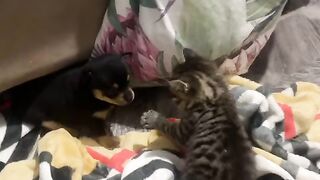 Funny Puppy - Best Of The 2021 Funny Dog Videos - TRY NOT TO LAUGH!