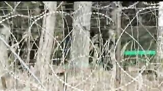 Видео, как беларусские военные контролируют действия мигрантов