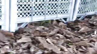 Сделай сам. Сад и огород