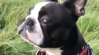 Funny Boston Terrier - Best Of The 2021 Funny Dog Videos - TRY NOT TO LAUGH!