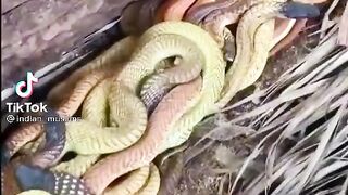Amazing vidéo