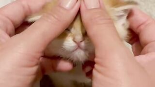 Cute Kitten - Best Of The 2021 Funny Cat Videos - TRY NOT TO LAUGH!