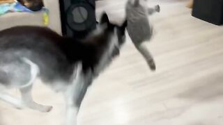 Прикол с животними