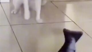 Dance cat and fish