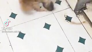 Cat vs rat
